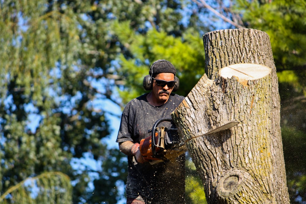 Tree removal Waukegan. Picture shows a man cutting down a tree. 
