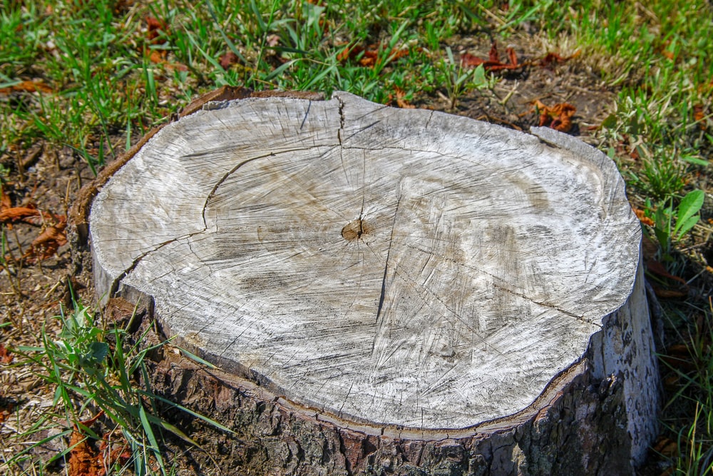 Tree Stump Removal Waukegan, IL